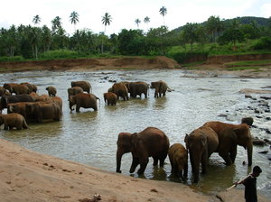 Sierociniec słoni