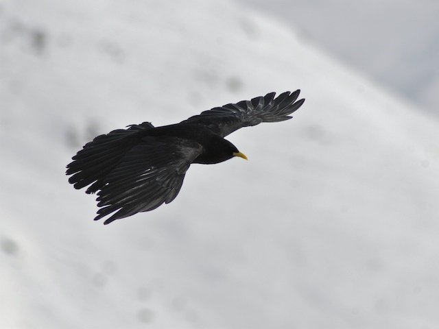 Kruk alpejski (Wieszczek)