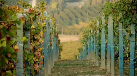 winnice Piemontu