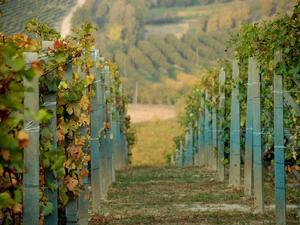 winnice Piemontu