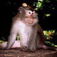 Bali, małpka