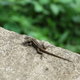 Salto de Eyipantla... obrażona jaszczurka