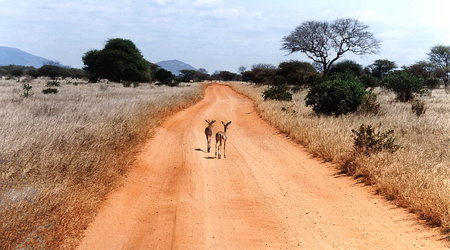 Kenia, Tsavo