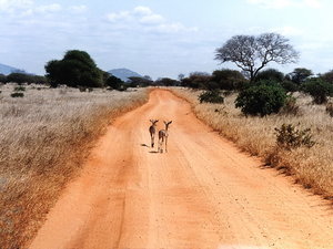 Kenia, Tsavo