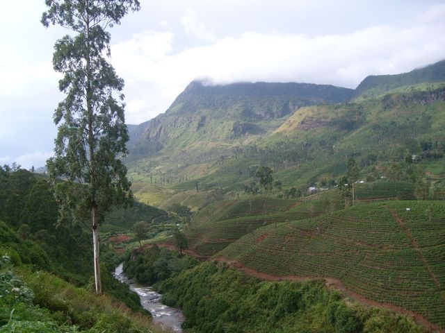 Góry herbaciane