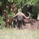 Papa bufalo