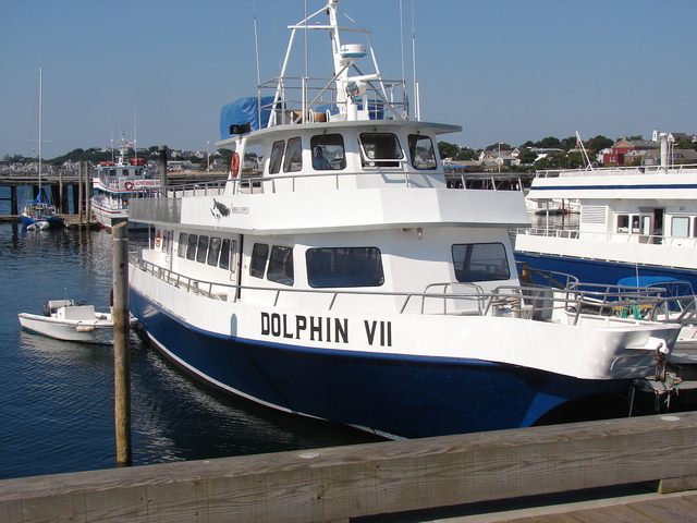 Dolphin VII