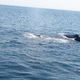 Mama wieloryb i jej wielorybiątko