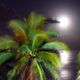 Nadmorskie palmy nocą
