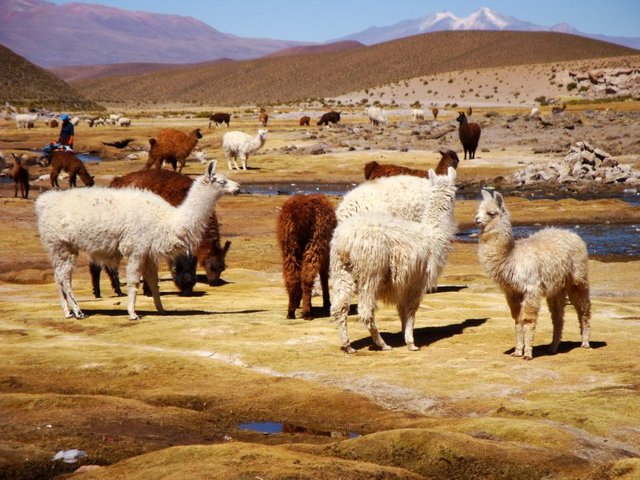 Boliwia, foto con llama :)