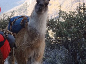Lama na trasie do Machu Picchu