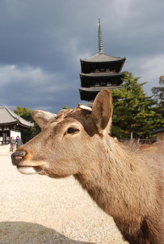 Nara, daniel relatywnie oswojony