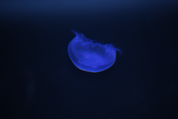Oceanarium