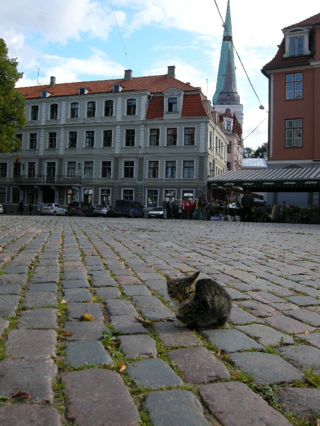 miasto kocików