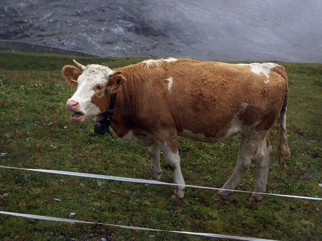 Milka w Szwajcarii :-)