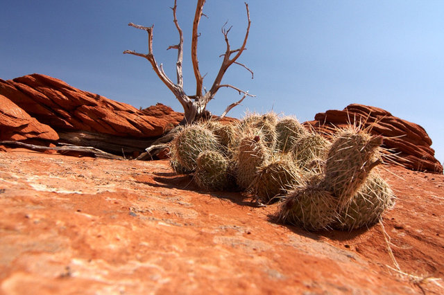 Kaktus "pospolity" pustynny