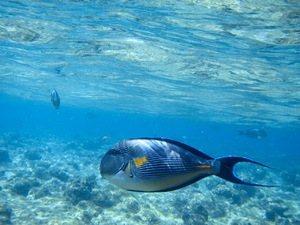 Rafa koralowa - Sharm el Sheikh