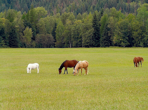Montana, USA