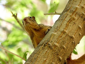"słoneczna" wiewiórka z Havasu