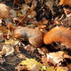 Listopadowa wiewiórka z Łazienek