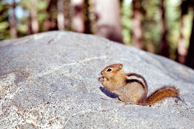 chipmunk nad Lake Tahoe