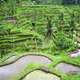 Tarasy ryżowe, Bali