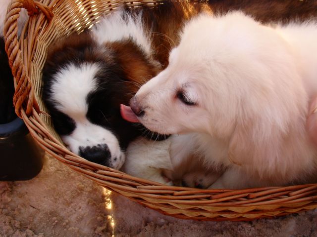 Pysie...x2.