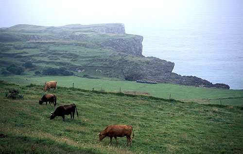 Pastwiska nad Zatoką Biskajską