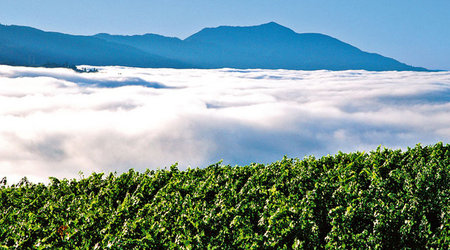 winorośl we mgle, Kalifornia