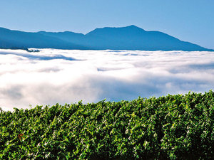 winorośl we mgle, Kalifornia