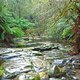 Las deszczowy na Cape Otway, Australia