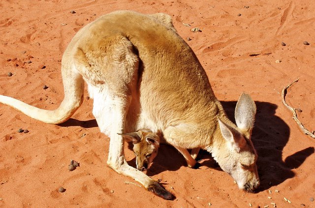 spotkanie z kangurem