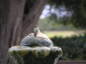 Santa Barbara, USA...koliber