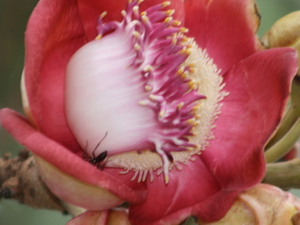 Kwiat czerpni gujańskiej