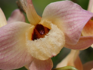 Orchidea w Ogrodzie Botanicznym