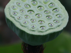 Owoc lotosu