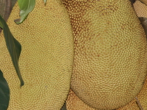 Owoce jack fruit
