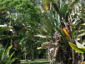Tropikalna roślinność w Ogrodzie Botanicznym