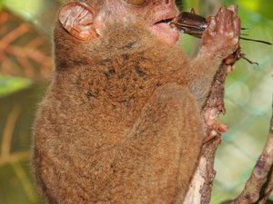 Małpka tarsier