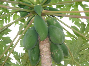 Owoce papai