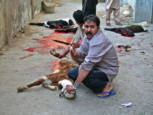 Zabijanie zwierząt ofiarnych - tuż przed...[2847]