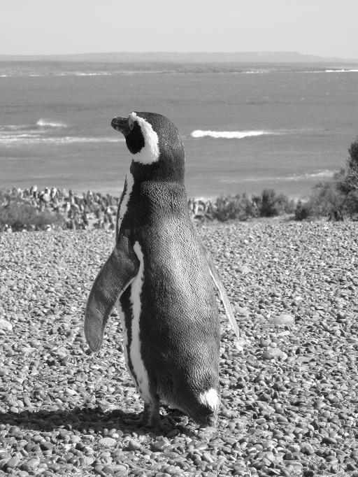Rezerwat pingwinów, Trelew, Argentyna