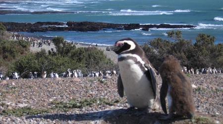 Rezerwat pingwinów, Trelew, Argentyna
