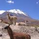 Lamy nieopodal Uyuni, Boliwia