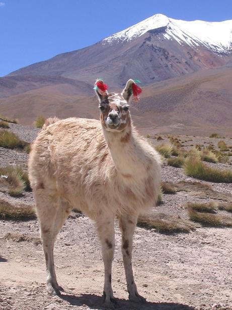 Lama, Boliwia