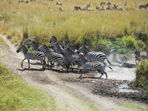 Masai Mara ... [7110]