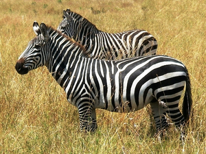 Masai Mara ... [7092]