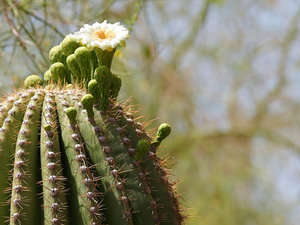 Kwitnący kaktus świecznik w Phoenix