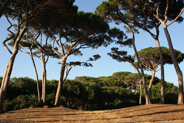 Papulonia Etruschi