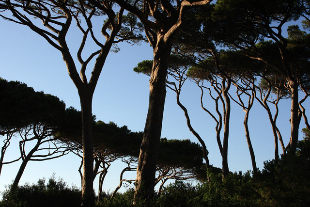 Papulonia Etruschi